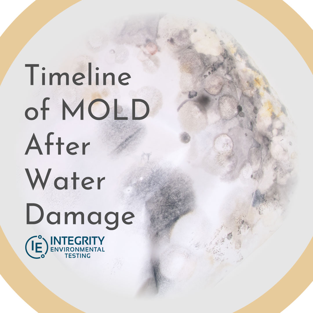 The Timeline of Mold After Water Damage