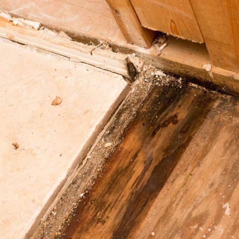 Mold growth and water damage on wooden floor and wall corner in basement.