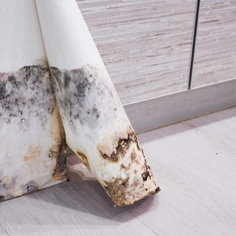 Mold growth on wall and baseboard caused by water damage.