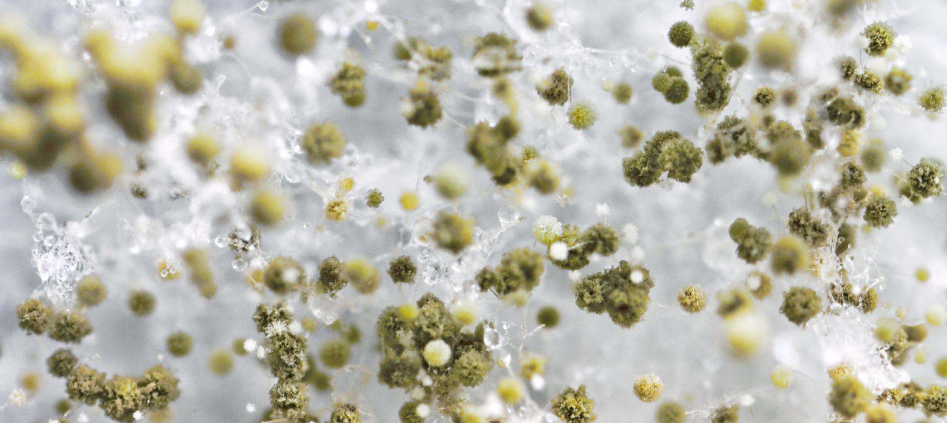 Airborne mold spores